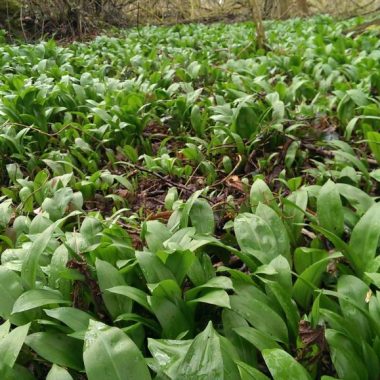 Great produce picked today from a secret location in Leicestershire