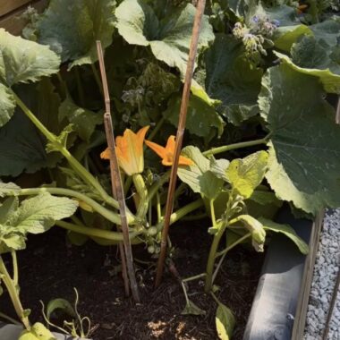 Kitchen Garden