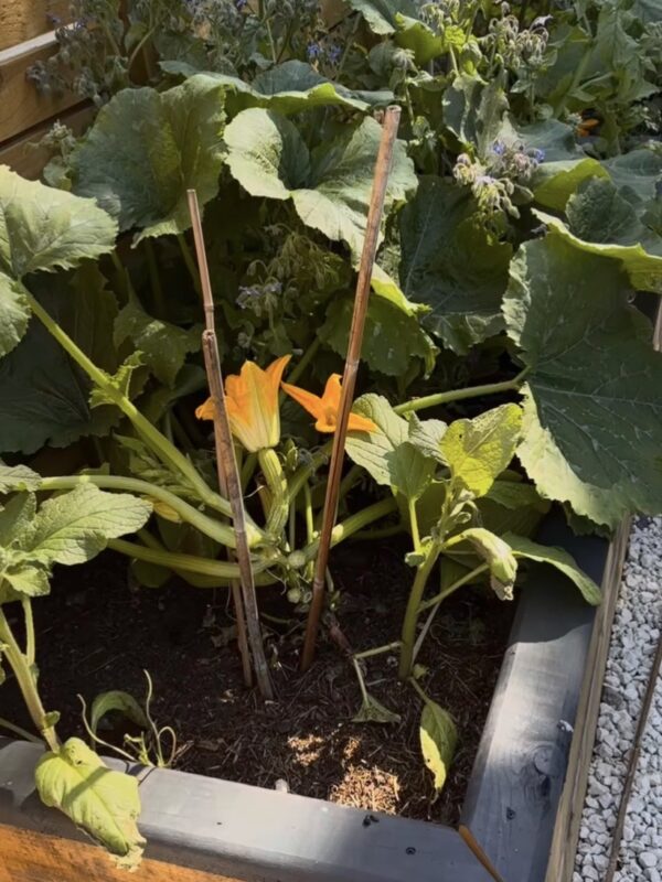 Kitchen Garden
